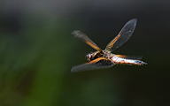 Black-tailed skimmer (male, Orthetrum cancellatum)